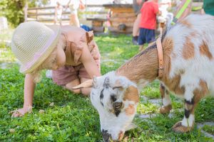 domus agrotourisme social chevre naine la tzoumaz  raphael fiorina 