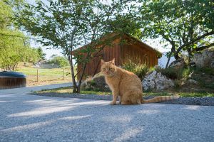 domus la tzoumaz chat  raphael fiorina 